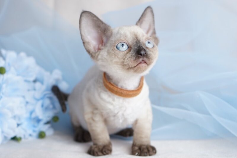 Oreo Devon Rex male, black pointed