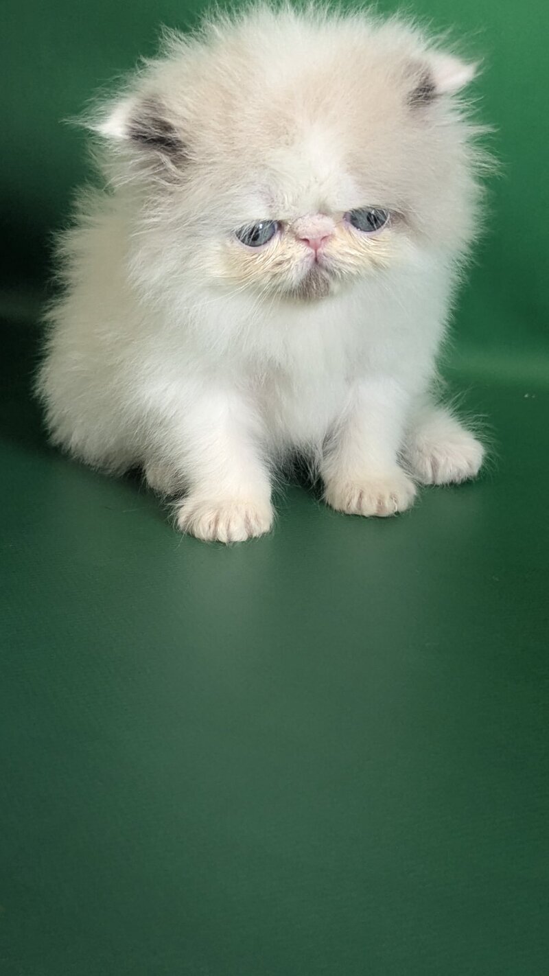 Nemо Persian male, cream pointed bicolour