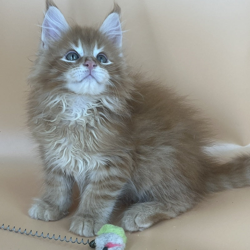 Brian Maine Coon male, red tabby