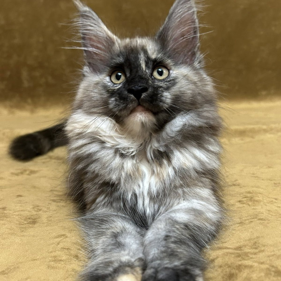 Roxy Maine Coon female, black tortie silver