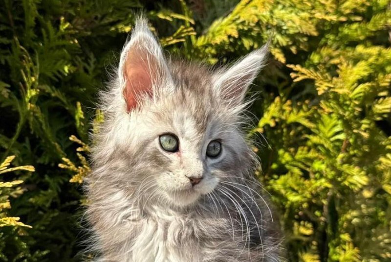 Erick Maine Coon male black silver ticked tabby - live animals