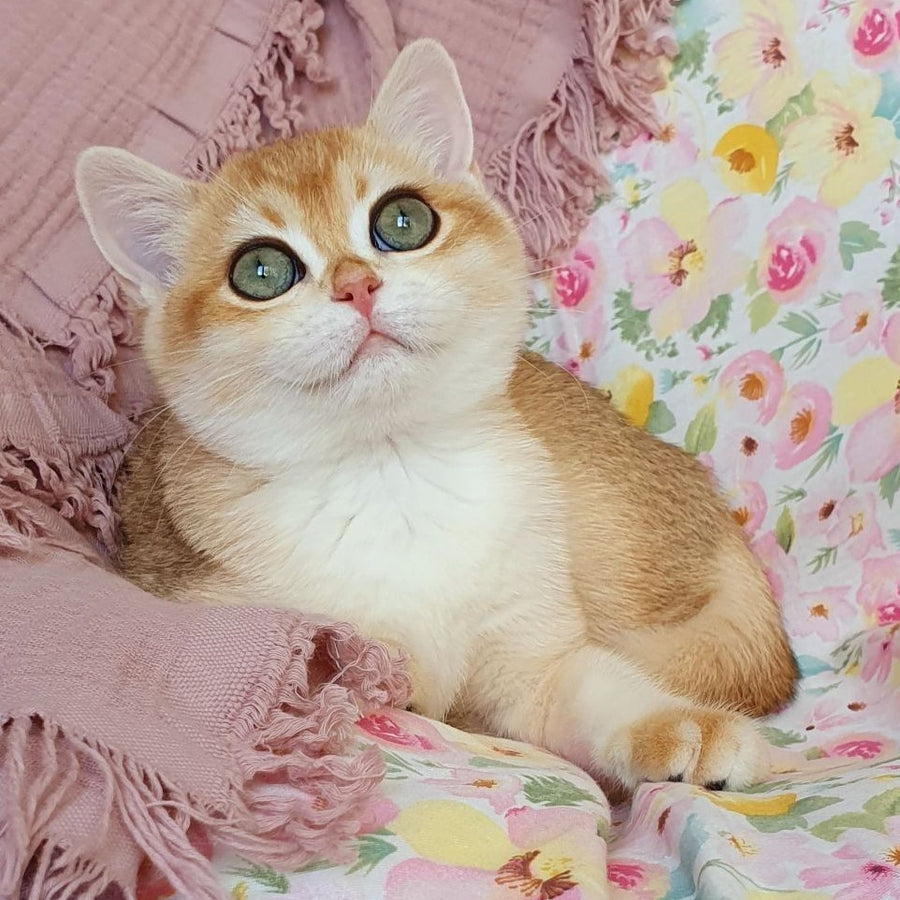 Willow British Shorthair female, black golden chinchilla