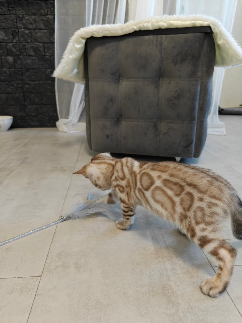 Henly Bengal male black spotted tabby pointed - live animals