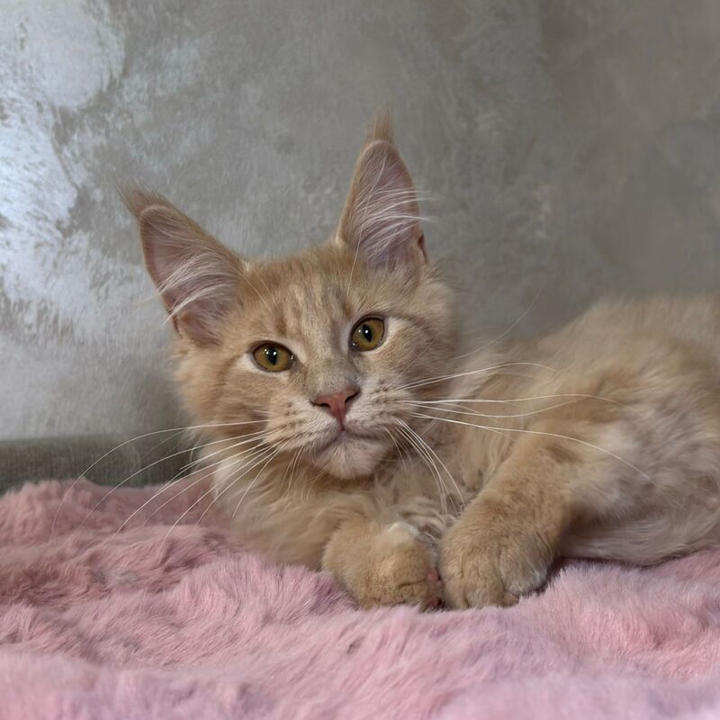 Buddy Maine Coon male, cream