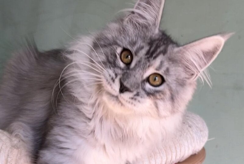 Zorro Maine Coon male, black silver spotted tabby