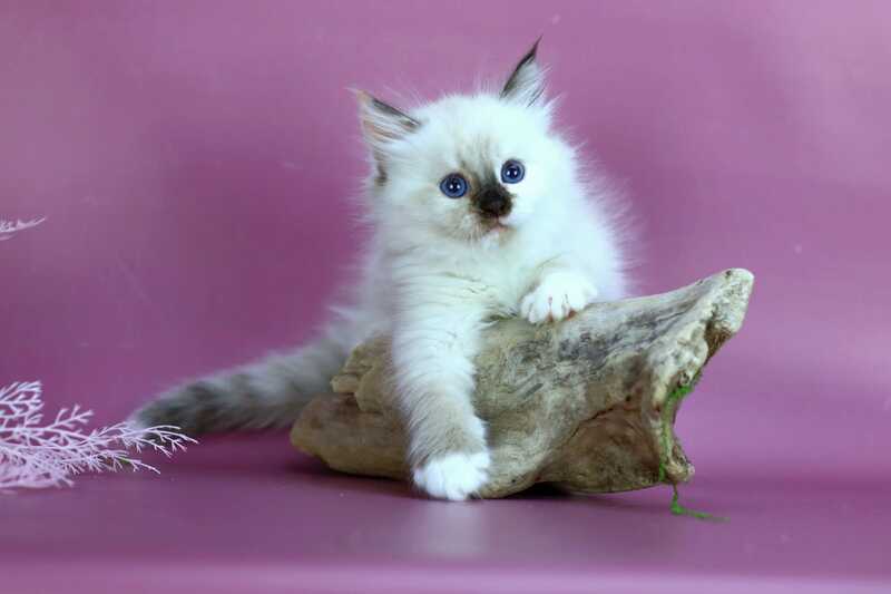 Elli Siberian female black tortie with white pointed - live animals
