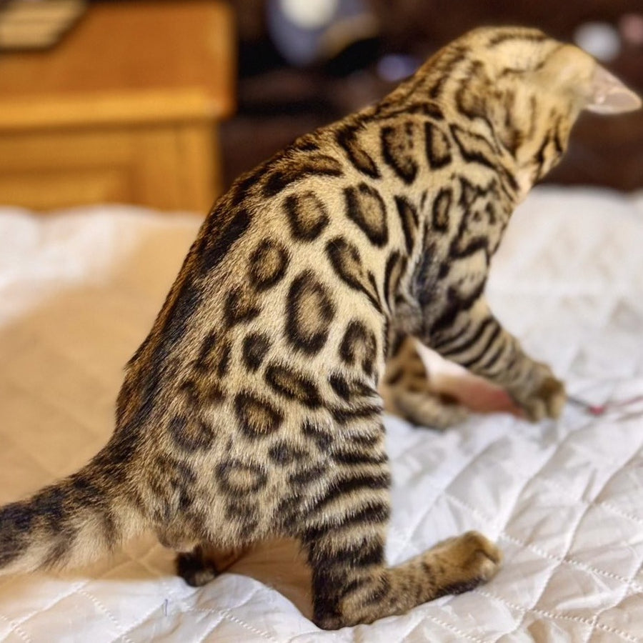 Kasper Bengal male, black spotted tabby