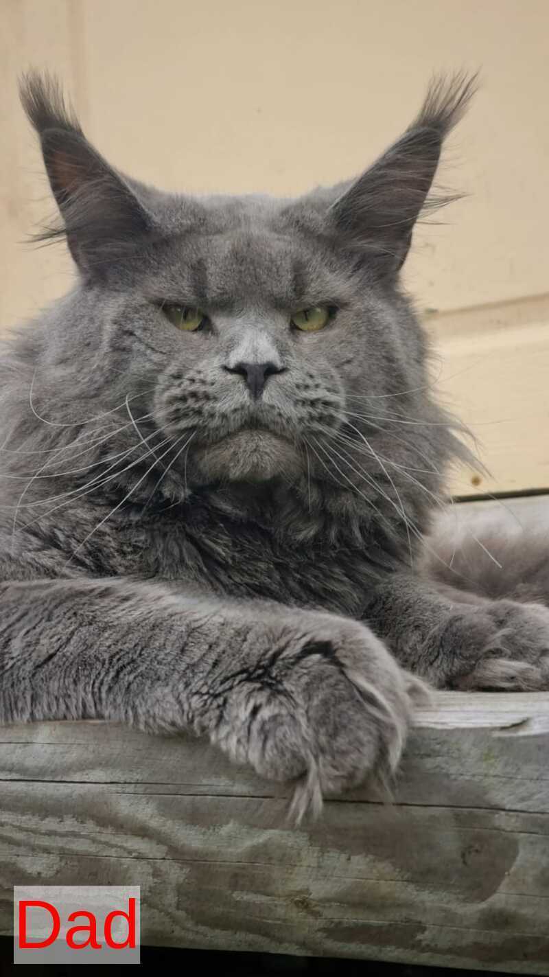 Leopold Maine Coon male black ticked tabby live animals