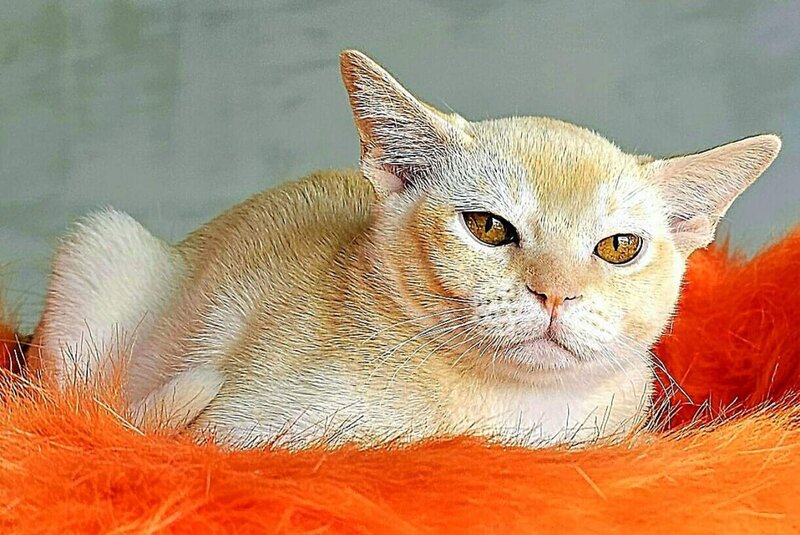 Oliver Burmese male, red