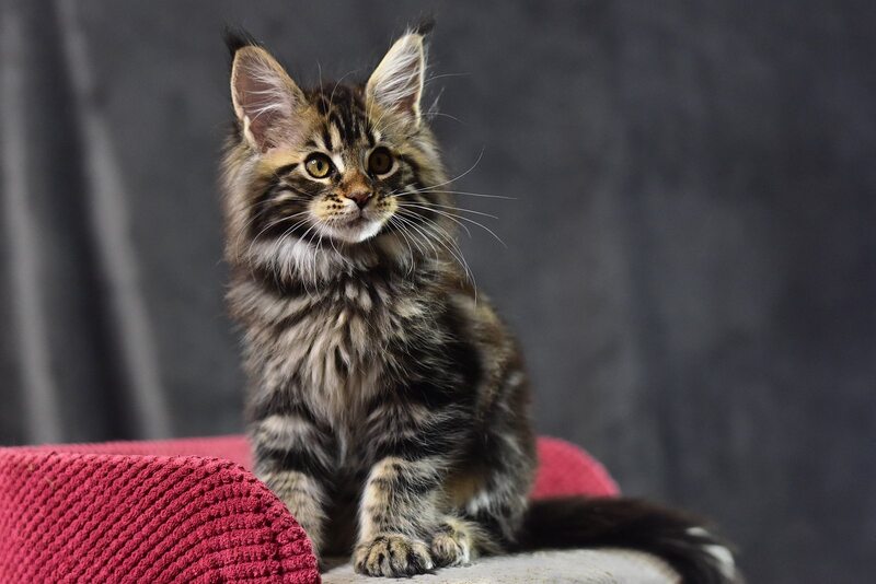 Calypso Maine Coon male, black tabby