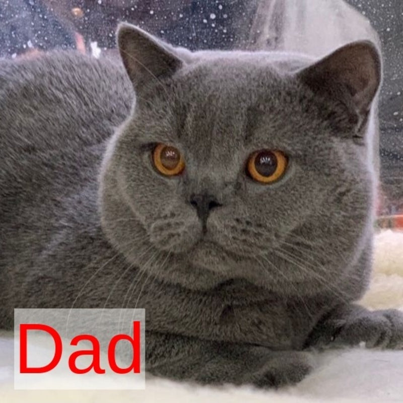 Veniamin British Shorthair male, blue
