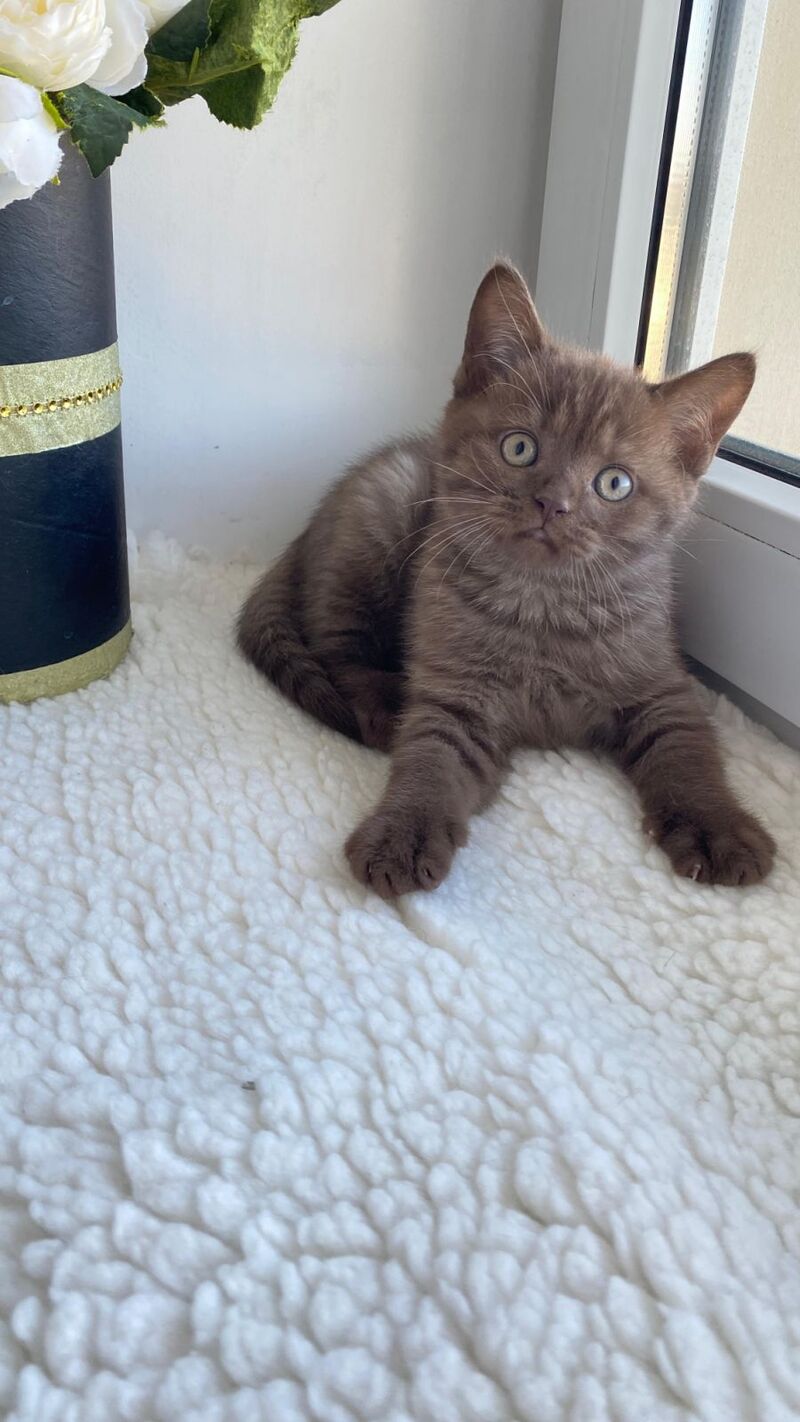 Jem British Shorthair male, chocolate