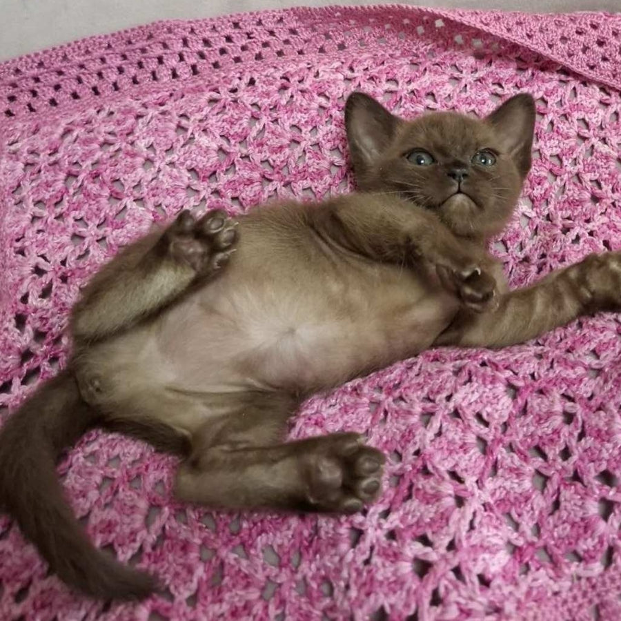 Hanna Burmese female, black