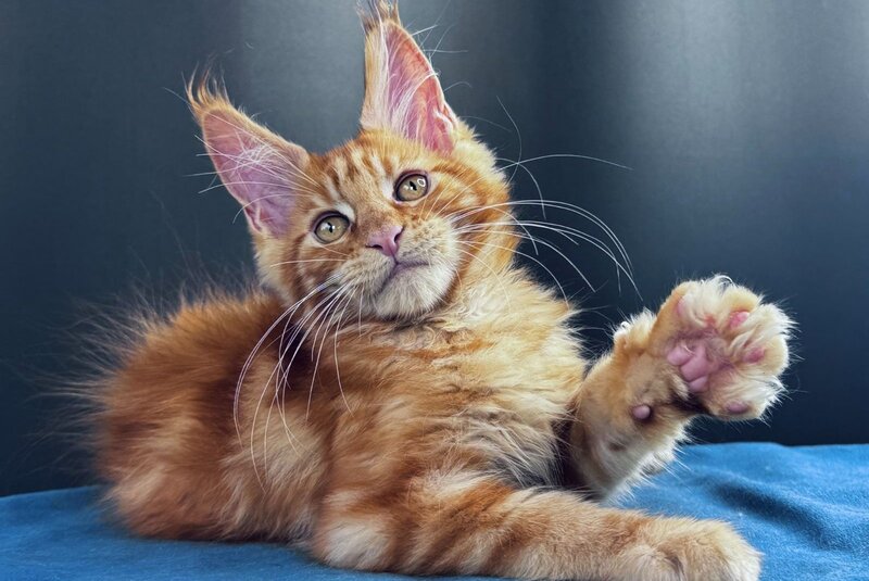 Sirius Emberstar Maine Coon male, red