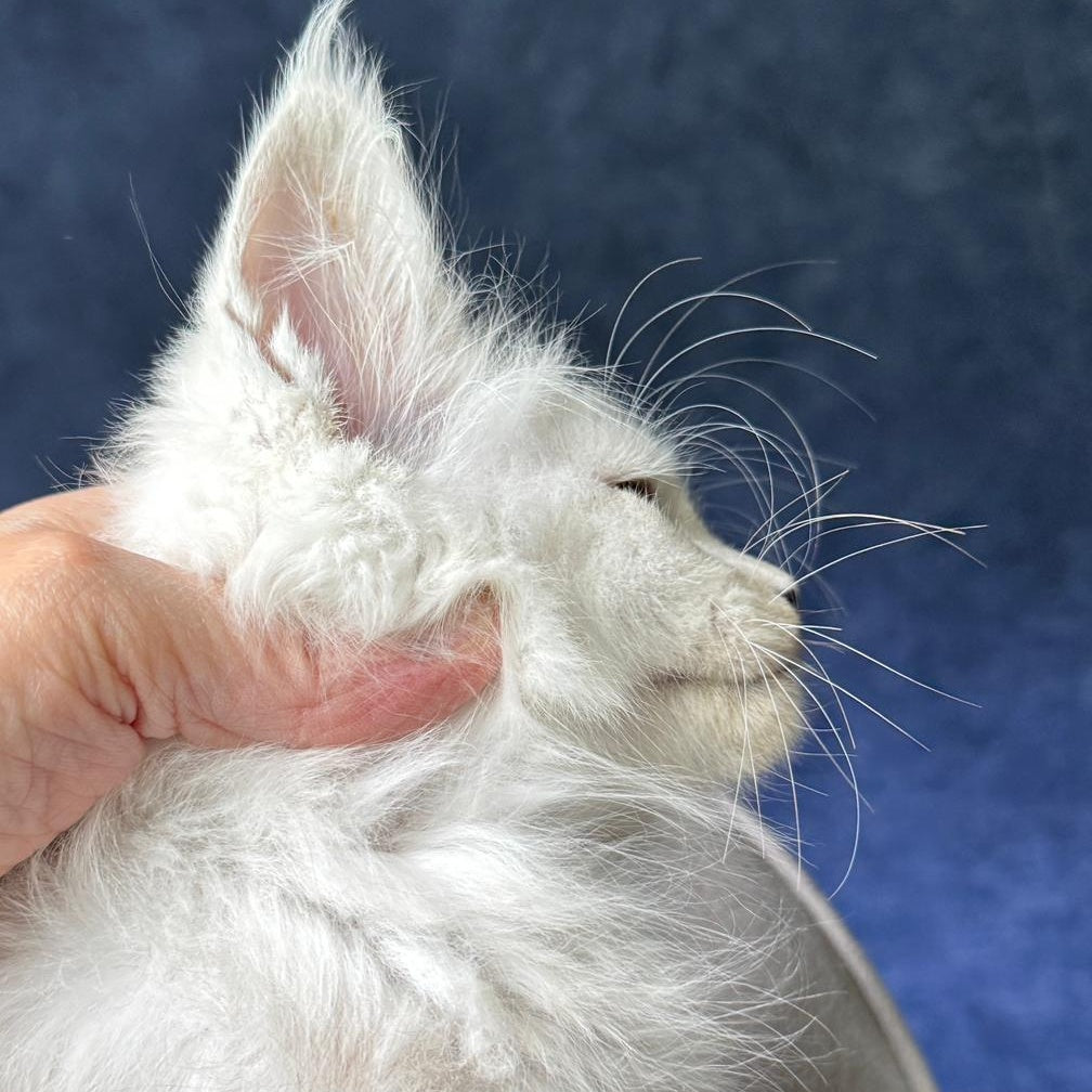 Viggo Maine Coon male, black silver shaded