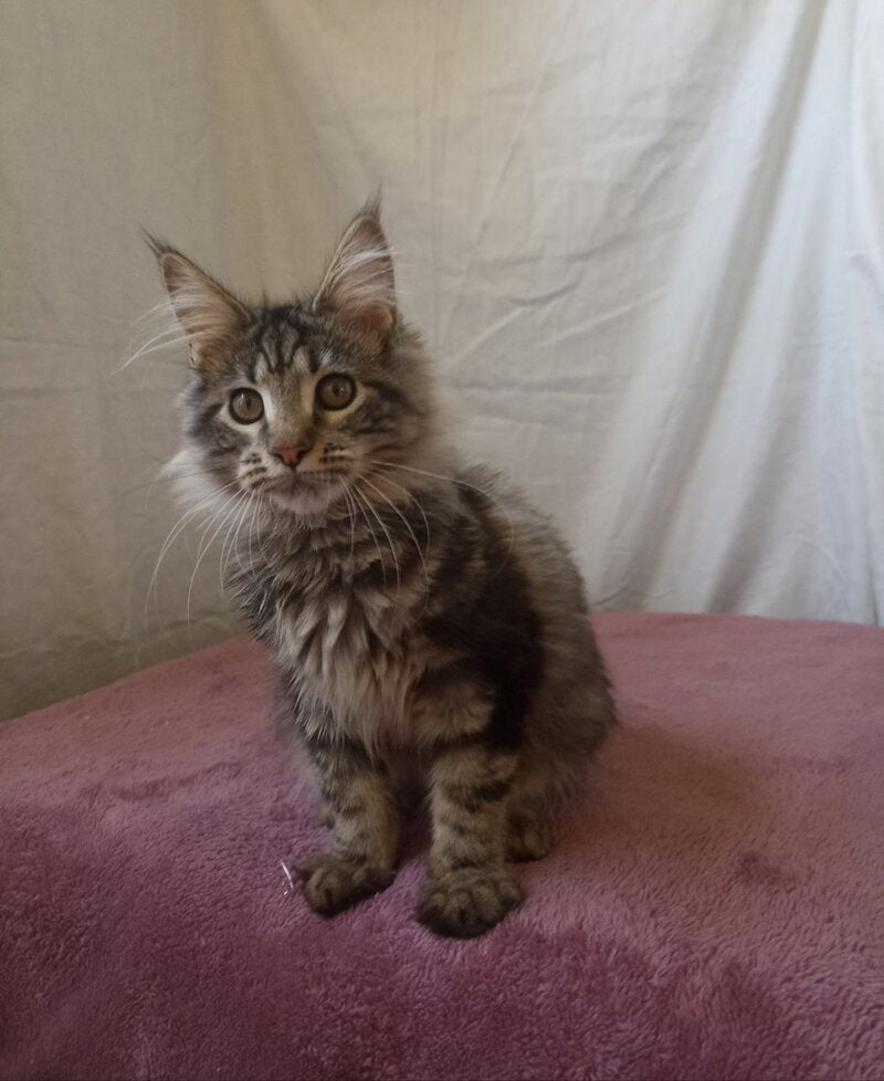 Yara Maine Coon female, black silver tabby