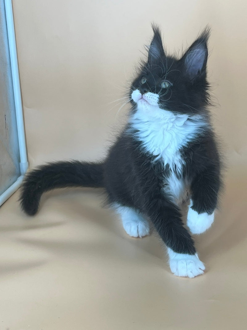 Betmann Maine Coon male, black bicolour