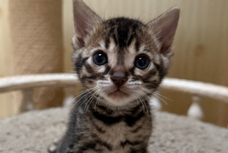 Pretty Bengal female, black spotted tabby