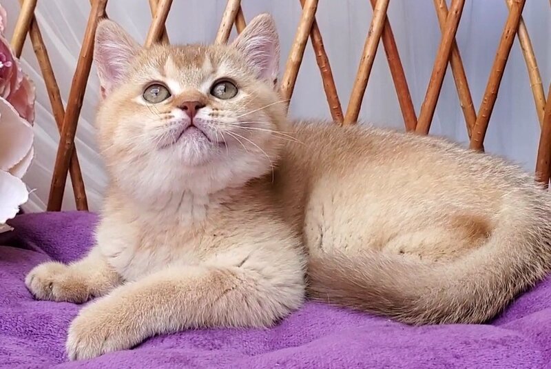 Ralph British Shorthair male cinnamon golden shaded - live animals