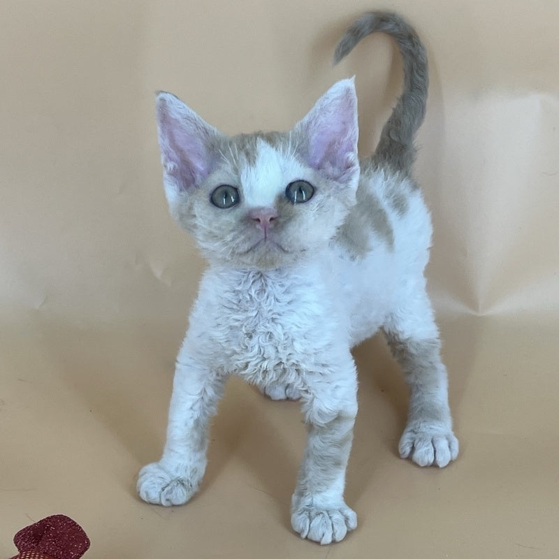 Alex Devon Rex male, red harlequin