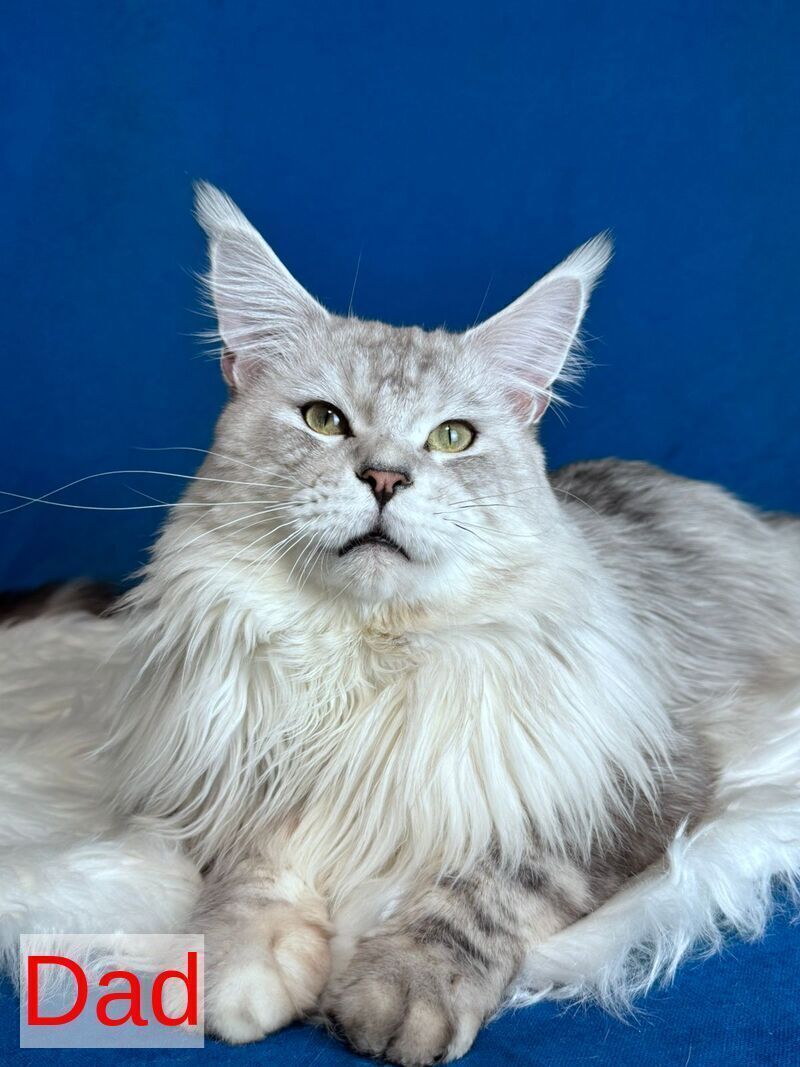 Cooper Maine Coon male black silver tabby bicolour - live animals