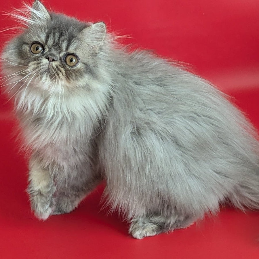 Pavlik Persian male, blue tabby