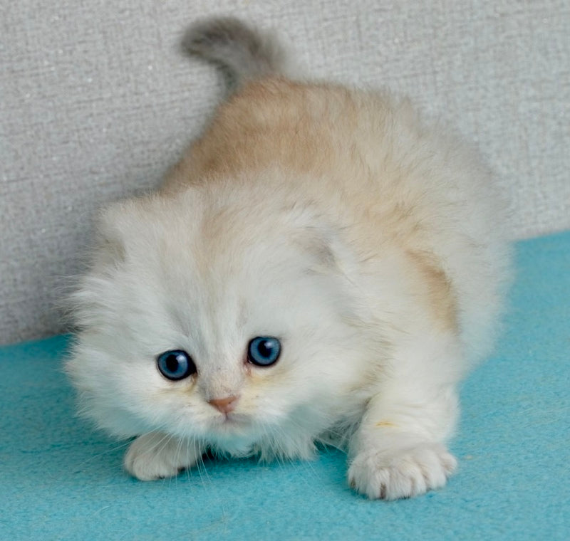 Ronnie Scottish Fold male black silver shaded - live animals