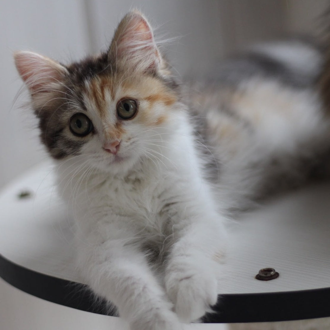 Kvetka Siberian female, black tortie tabby bicolour