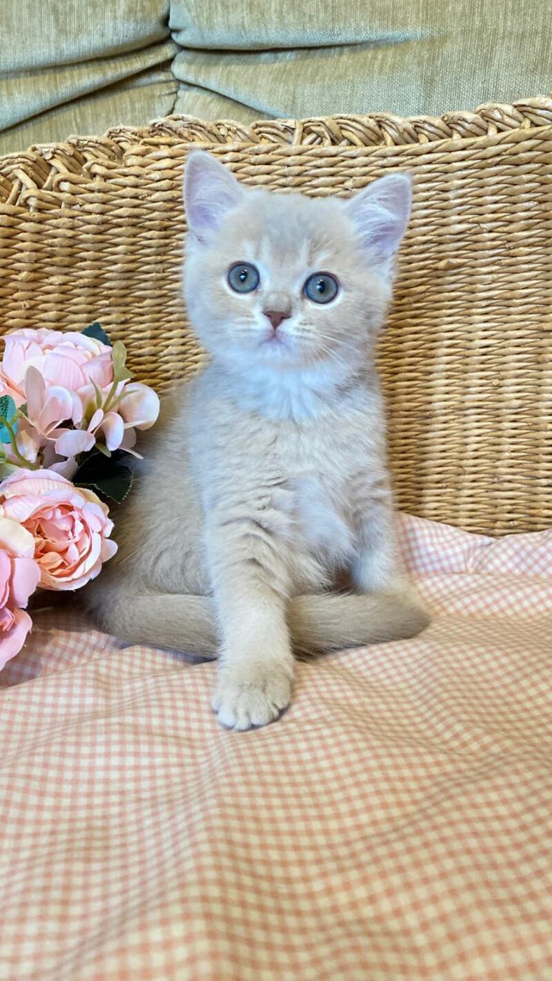 Jessi British Shorthair female, lilac golden shaded