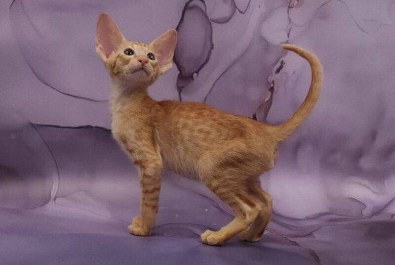 Sanrise Oriental Shorthair male, red spotted tabby