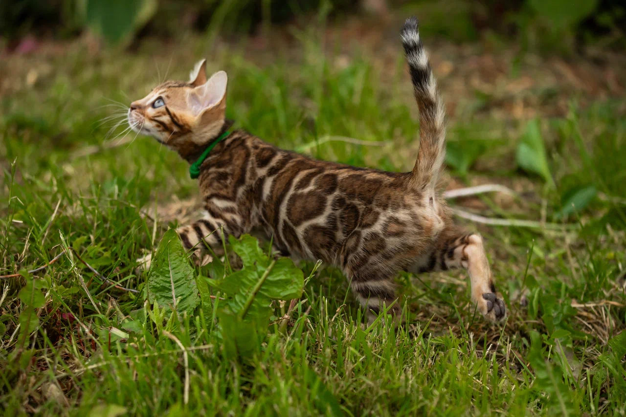 Valentino Bengal male, black spotted tabby