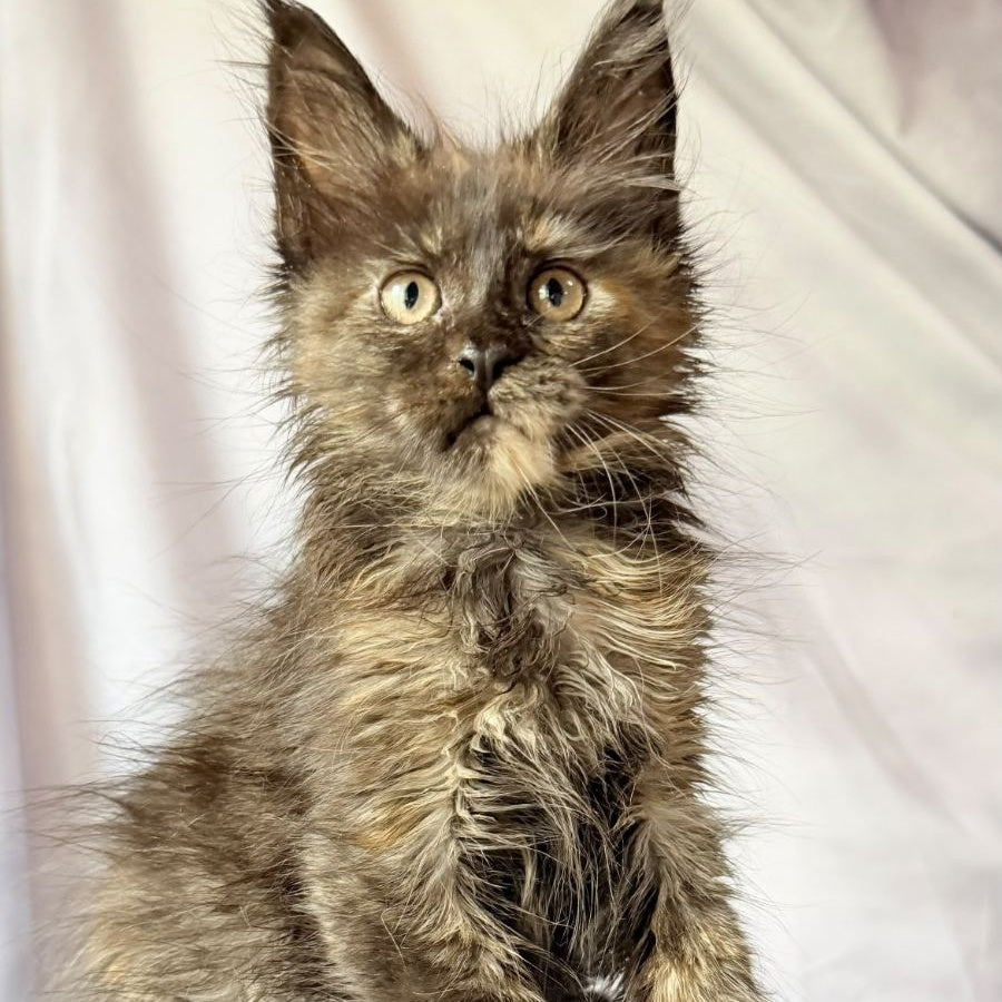 Naima Maine Coon polydactyl 6x6x6x6 female, black tortie