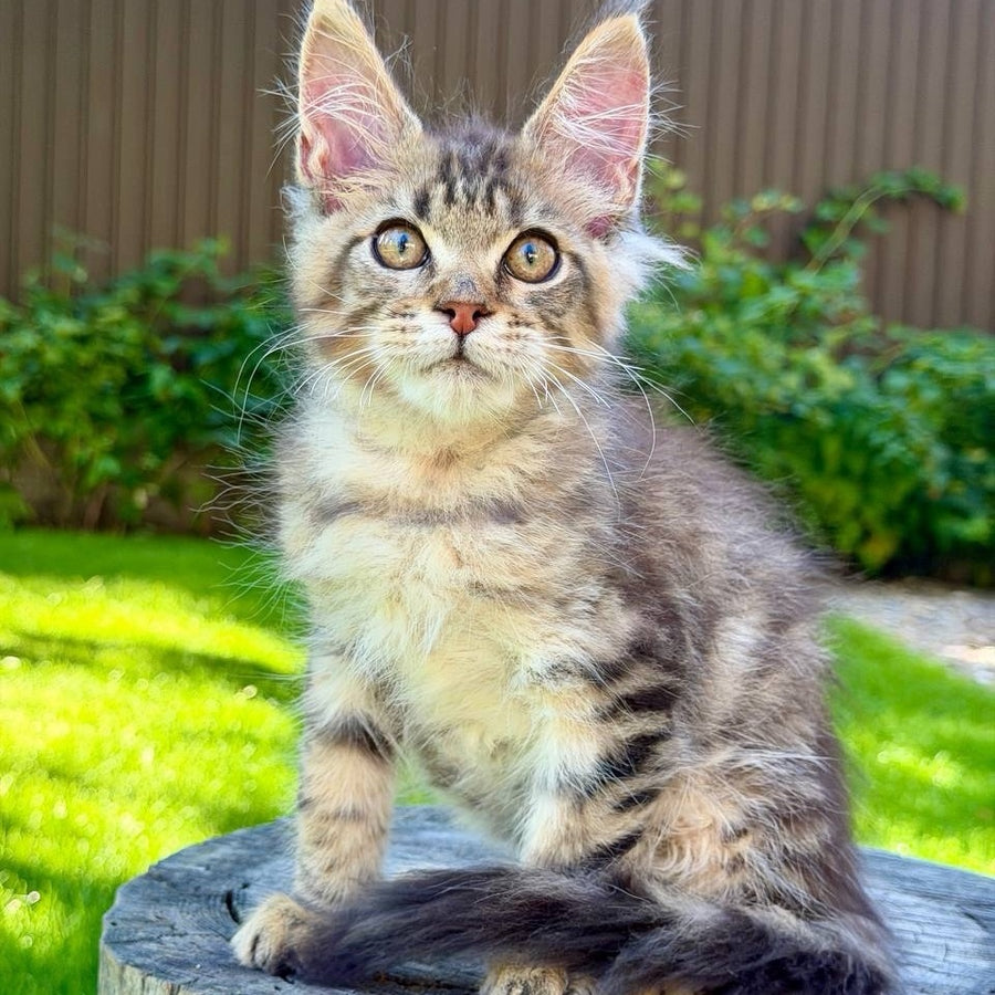 Noy Maine Coon male, black spotted tabby