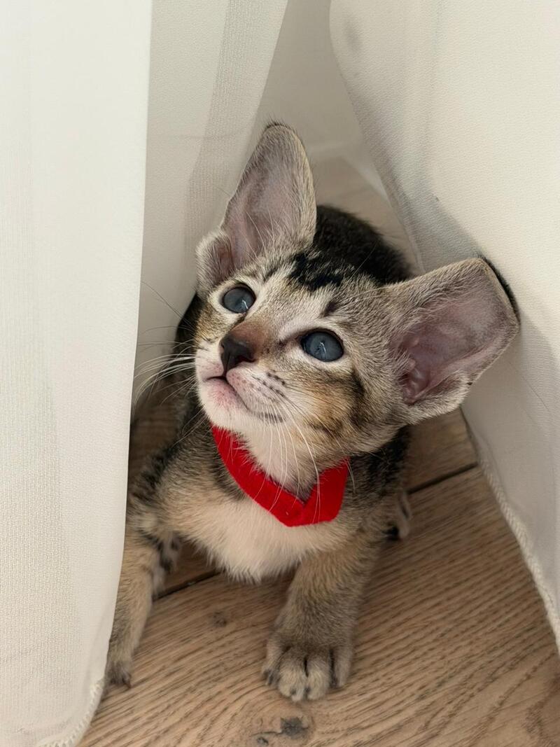 Aveline Oriental Shorthair female black ticked tabby - live animals