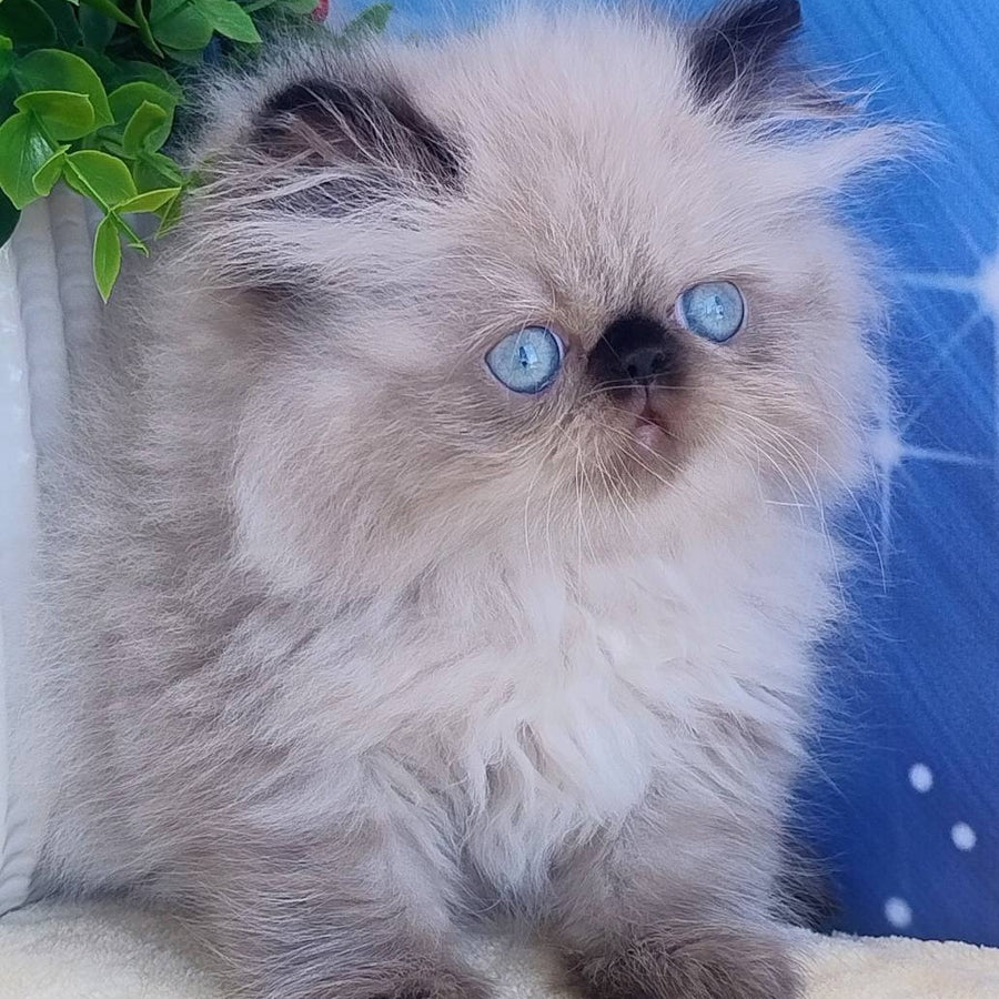 Emmi Persian female, black pointed