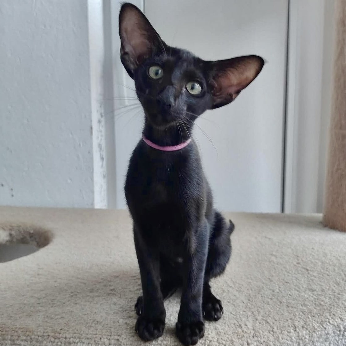 Airin Oriental Shorthair female, chocolate