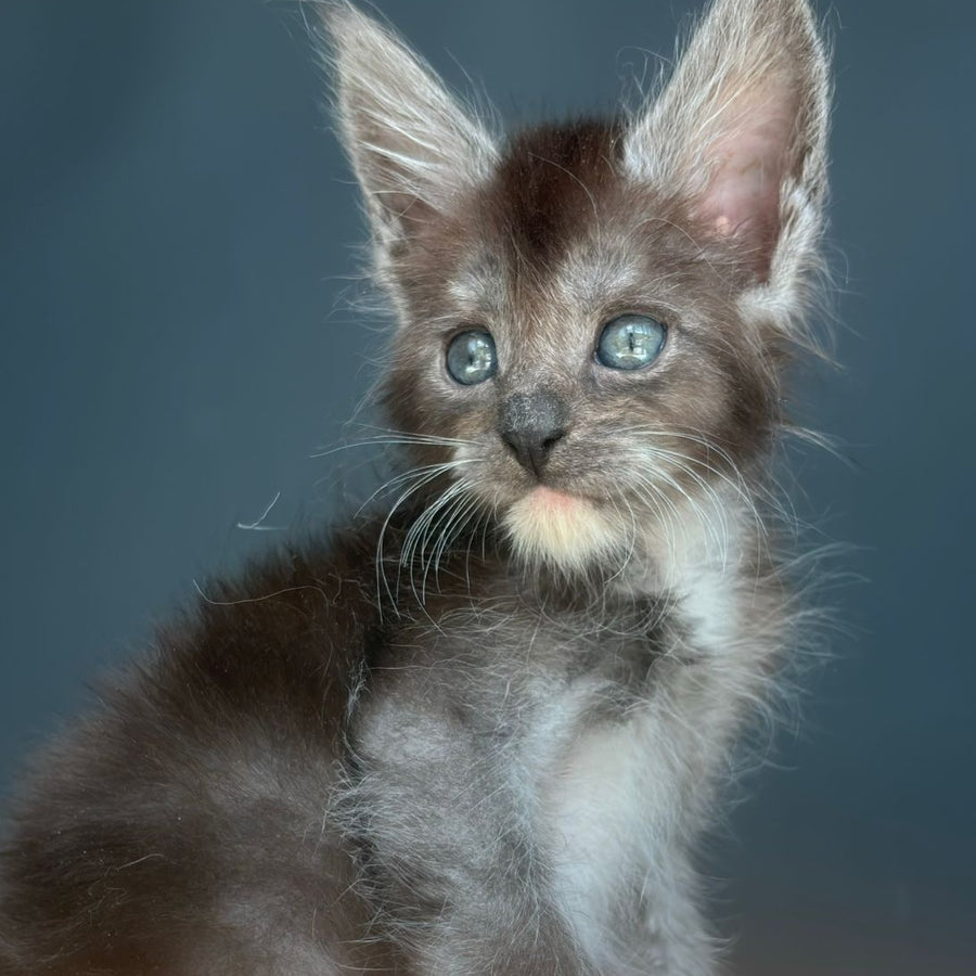 Fox Maine Coon male, black silver bicolour