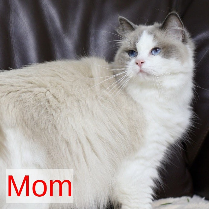 Lenox Ragdoll male, blue bicolour tabby