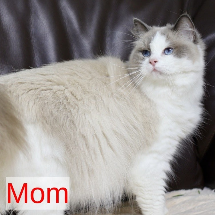 Lincoln Ragdoll male, blue bicolour