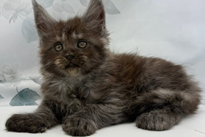 Archibald Maine Coon polydactyl male, black silver