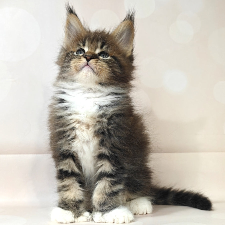 Sheriff Maine Coon polydactyl 6x6x6x6 male, black tabby with white