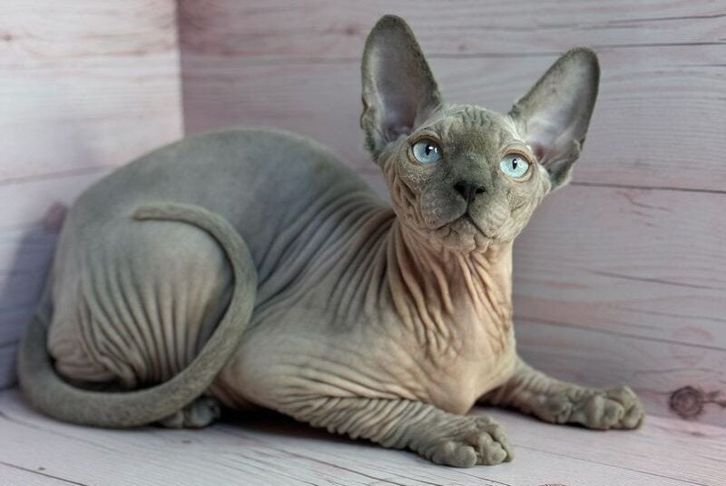 Aslan Canadian Sphynx male, blue pointed