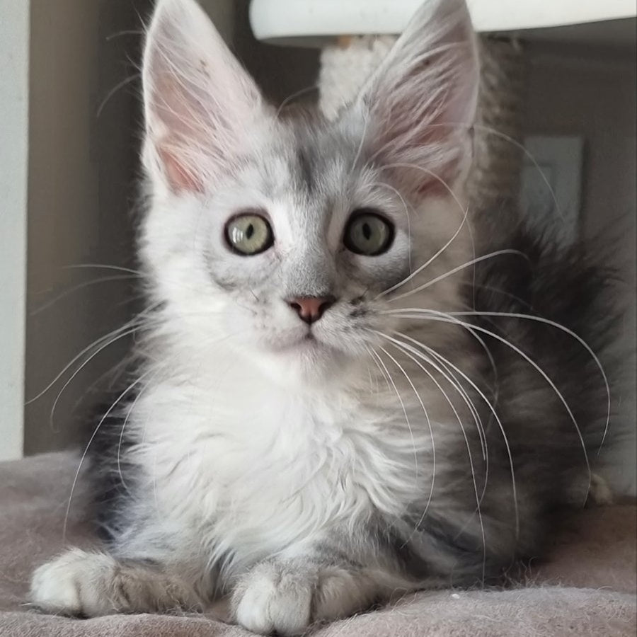 Eveta Maine Coon female, black silver tabby