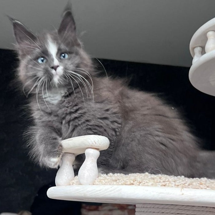 Yuna Maine Coon female, blue with white