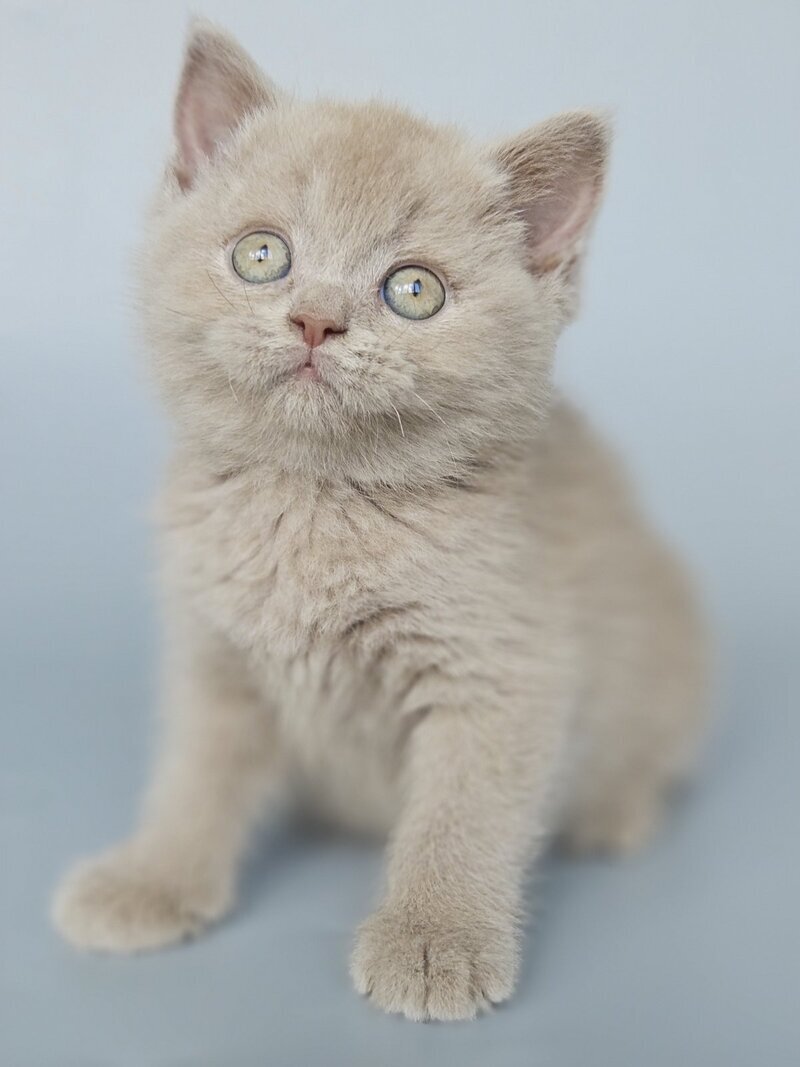 Aster British Shorthair female, fawn