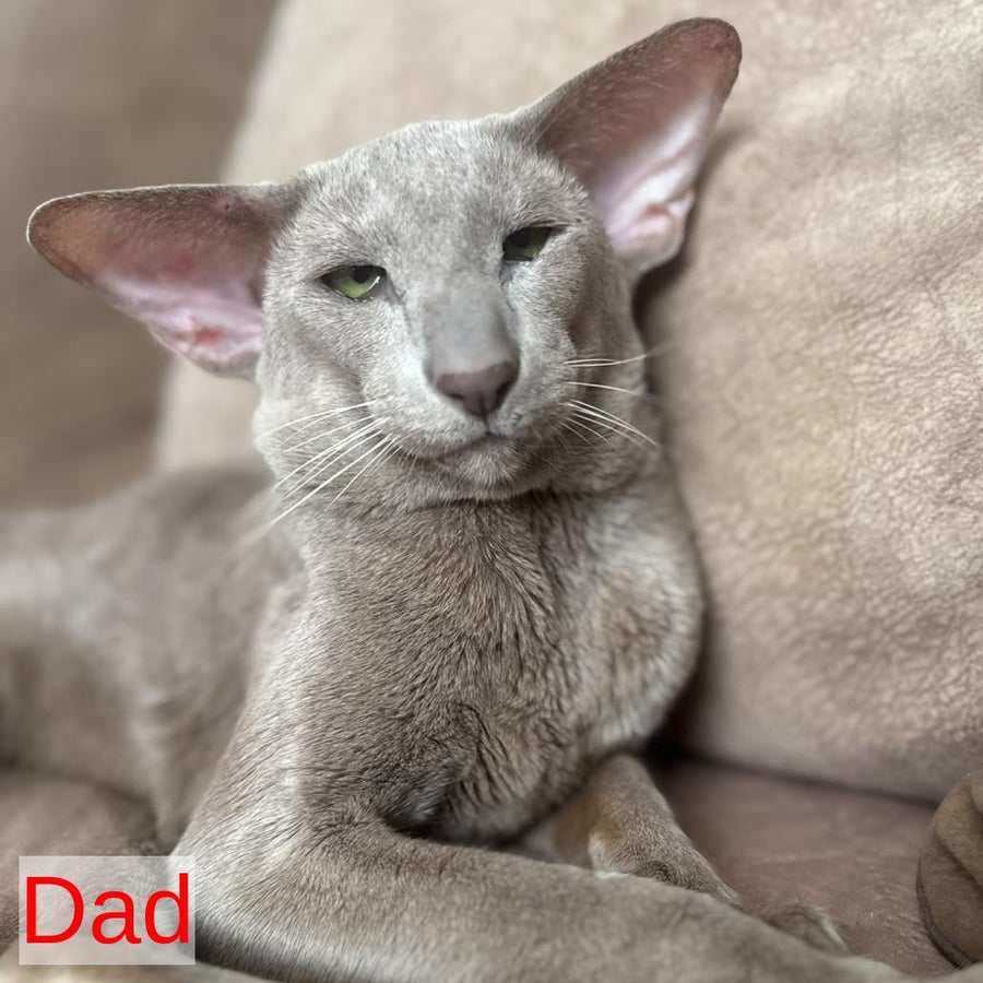 Latifa Oriental Shorthair female, blue tortie