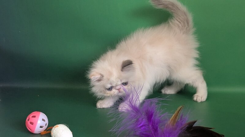 Nelli Persian female, blue tortie pointed bicolour