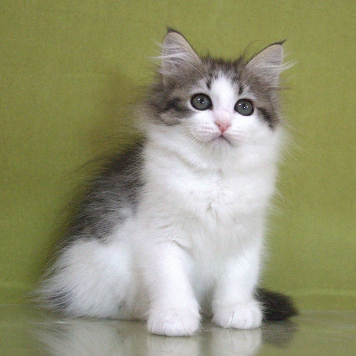 Hortenziy Siberian female, black bicolour spotted tabby