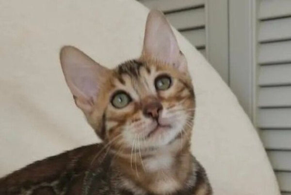 Тash Bengal male black spotted tabby - live animals