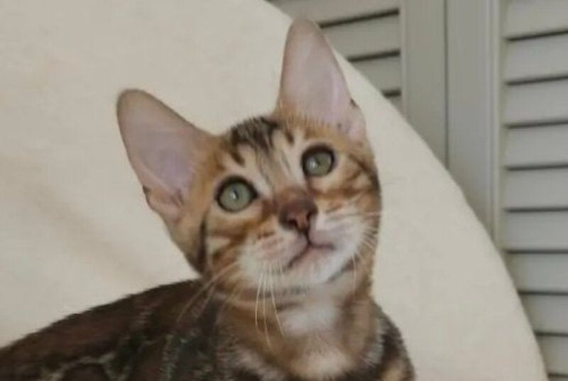 Тash Bengal male black spotted tabby - live animals